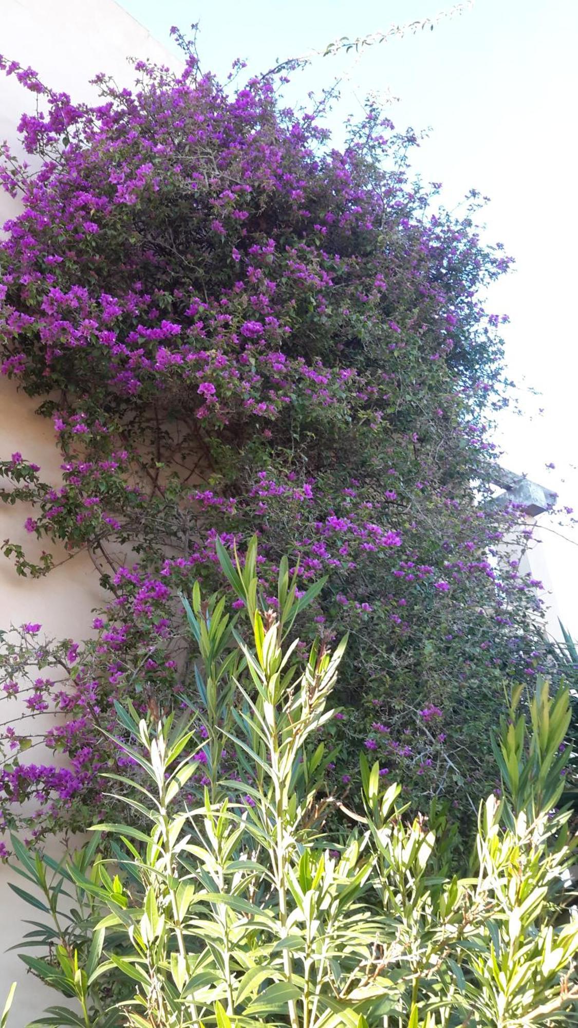 Finca Alqueria Fosca Campos  Exteriör bild